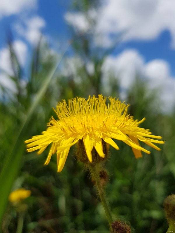 More Wild Flowers Of The Netherlands - Every Day Photos